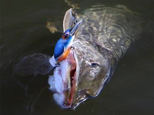 Dam effzett eisvogel