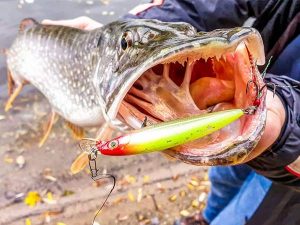 Rapala x rap snoek