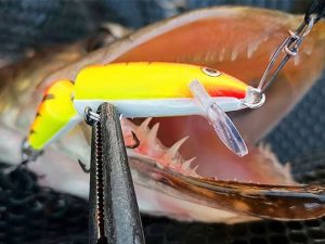 Rapala jointed snoek bek