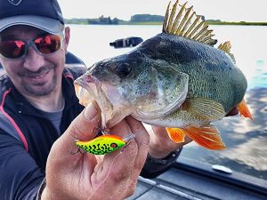 Salmo sparky shad