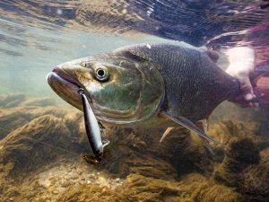Salmo thrill kunstaas