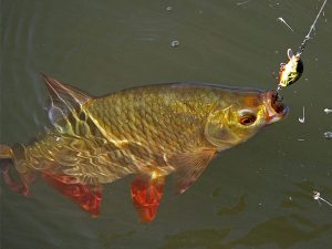 salmo tiny