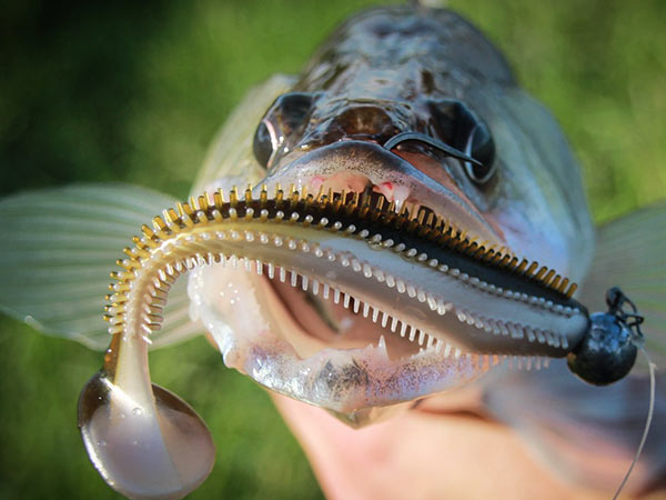 Fox rage spikey shad kunstaas