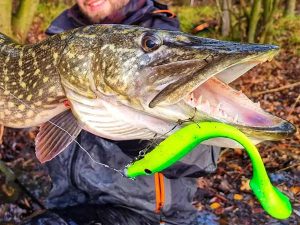 Pig shad kunstaas