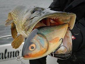 salmo slider