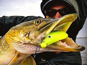 spro wob shad snoek