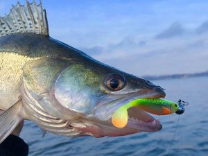 snoekbaars vissen shad vangst