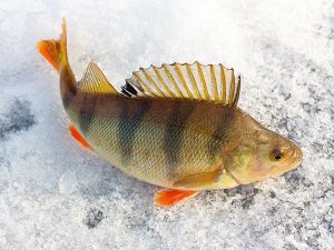 baars vissen winter ijs