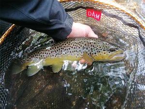 forel rivier beste plek vangst