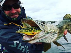 jerkbait vissen