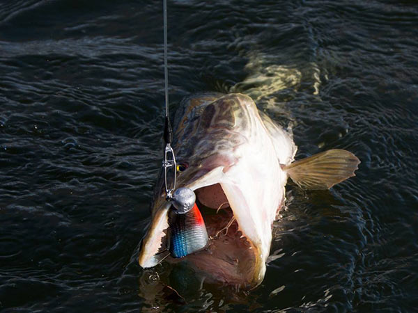 onderlijn fluorocarbon snoek