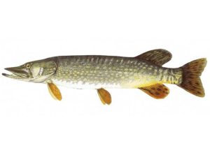 snoek esox lucius