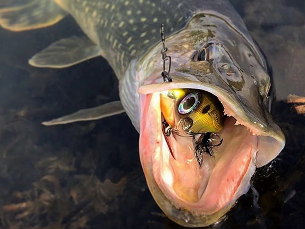 Couscous Gedrag minstens Snoek kunstaas - De Roofvisser