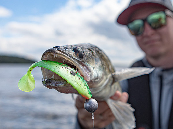 snoekbaars vissen shad mooi