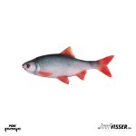 Fox Rage - Ultra Naturals - Roach Fillets - 8 cm - 4 st